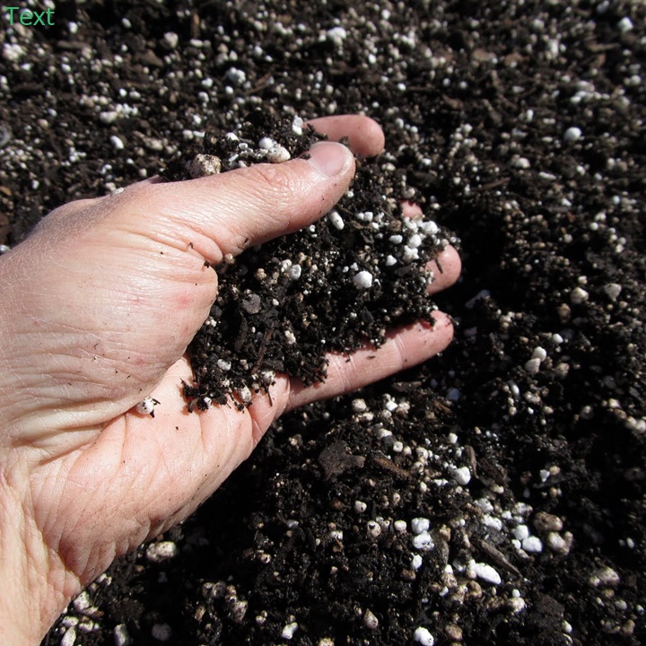 Image result for trá»ng rau báº±ng ÄÃ¡ vermiculite vÃ  perlite